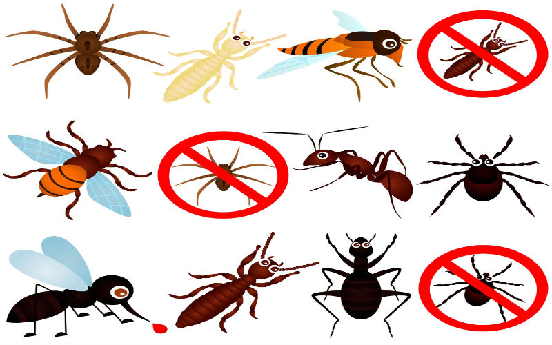 When Should You Contact Pest Control In Central Coast