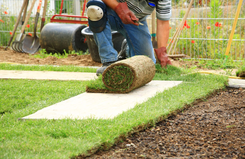 How Arborists Ensure Tree Health and Vitality in Santa Monica