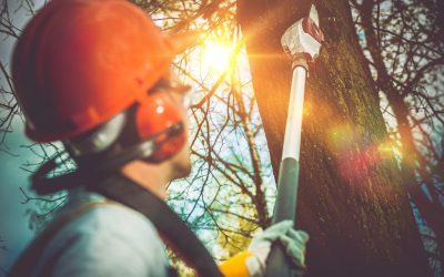 For Effective Tree and Stump Removal in Griffin, GA, You Need the Pros