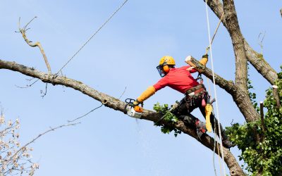 When to Call a Tree Crane Service in Griffin, GA