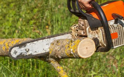 Expert Tree Service Companies in Griffin, GA: Enhancing Beauty and Ensuring Safety